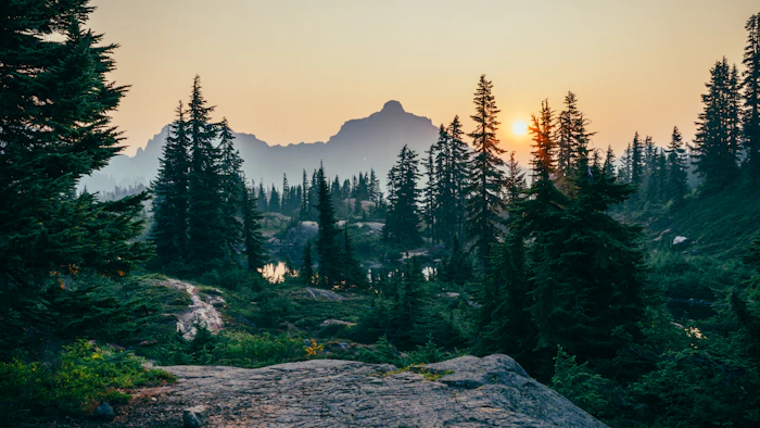 Forêt de conifères au bord d'un lac au coucher du soleil