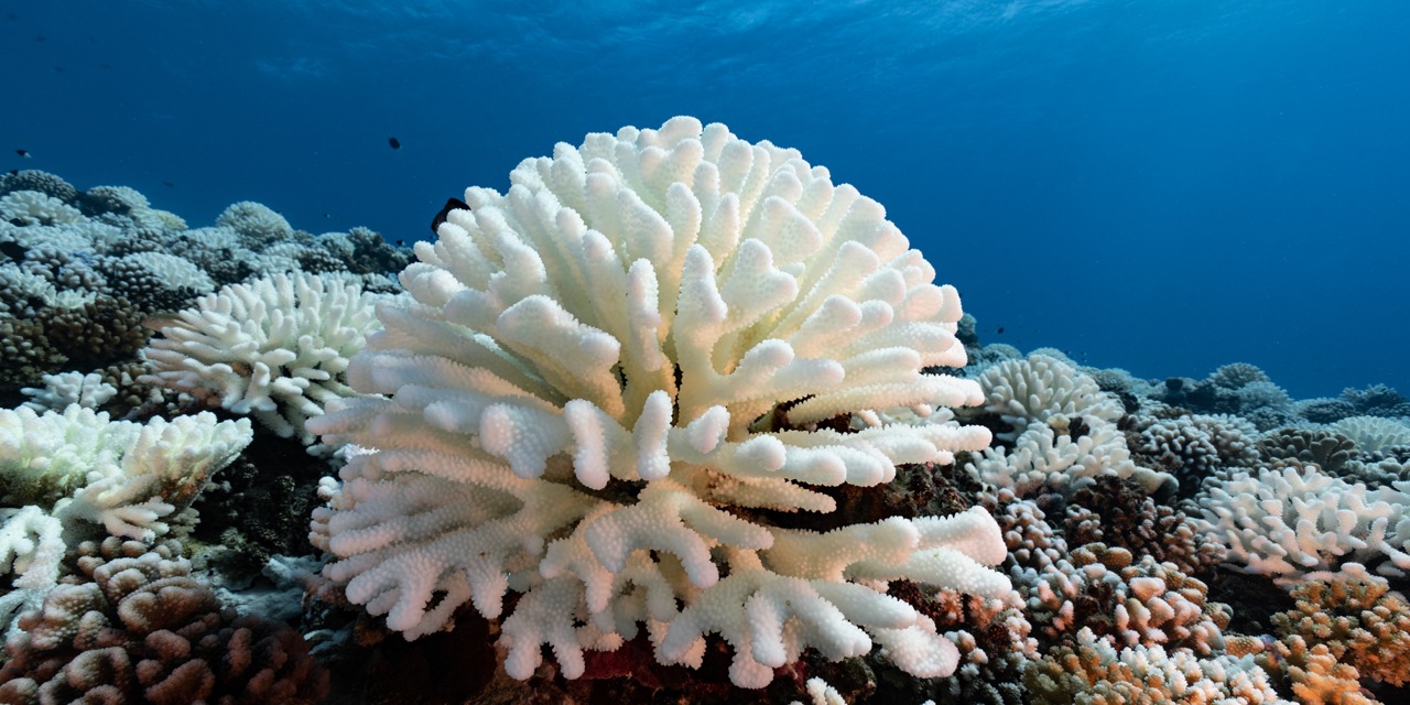 , Australie : la Grande barrière de corail frappée par le pire épisode de blanchissement jamais observé